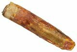 Fossil Sauropod Dinosaur (Rebbachisaurus) Tooth - Morocco #369652-1